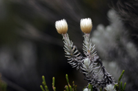 Strohblumen Kilimanjaro