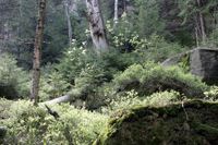 Stimmung Schsische Schweiz