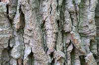 Eiche Hainich