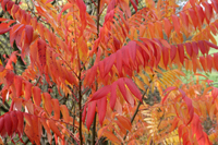 Essigbaum Saaletal