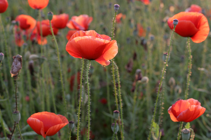 Klatschmohn Mnchenroda