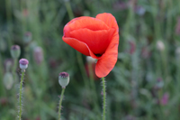 Klatschmohn Mnchenroda