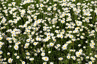 Margeriten Ammerbach