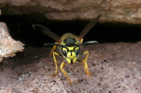 Wespe Unstruttal